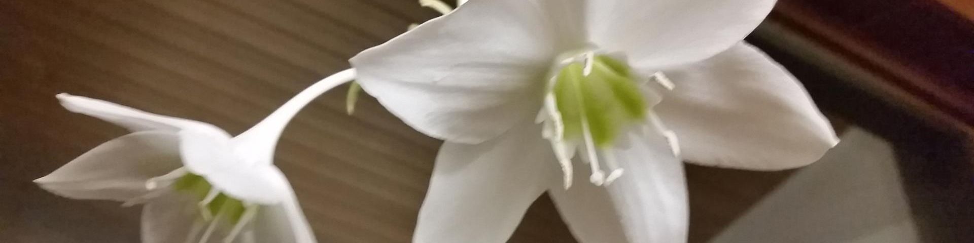 Titelbild von Blumen Eppinger
