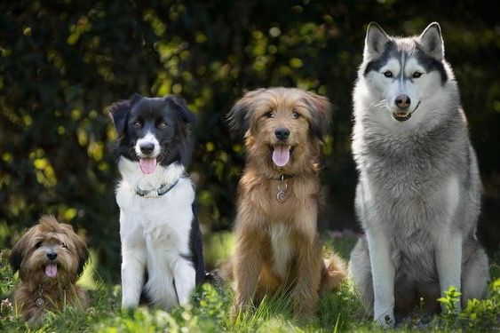 Auf der Suche nach Hundetraining?