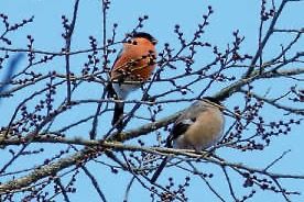 Führung zur Stunde der Wintervögel 