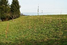 Einladung zum gemeinsamen Schnittkurs