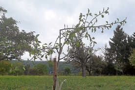 An Jungbäumen Äste mutwillig abgeknickt