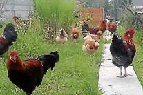 Frühlingsfest mit Kükenschau am 22./23.04.