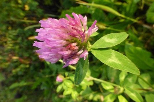 Geißfuß, Milchbosch und Nesselpower 