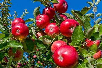 Apfelsaften mit dem Klimabeirat Wendlingen 