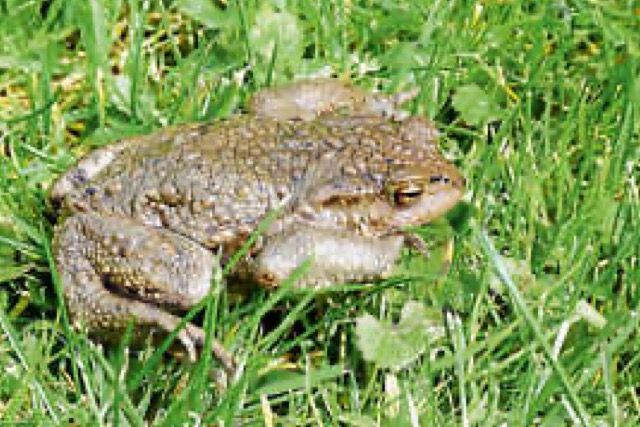 Kontrolle des Amphibienschutzzauns Im Speck