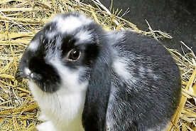 Jungtierschau mit Sommerfest 