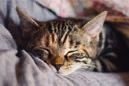 Schlafplätze für Katzen – Kuschlig warm