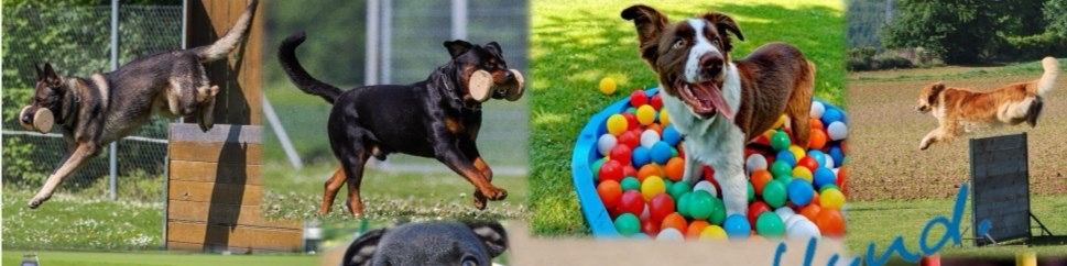 Titelbild von SV OG KÖNGEN