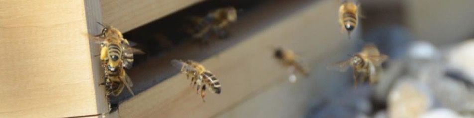 Titelbild von Honigbank