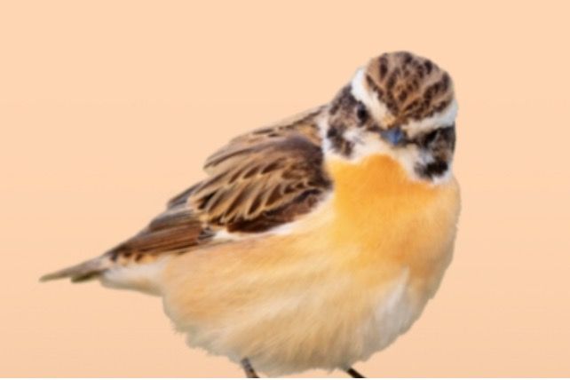 Einladung zur Jahreshauptversammlung – Mitgliederversammlung