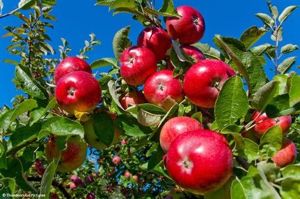 Ausgabe Bäume Baumpflanzaktion 2023