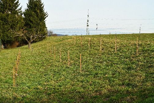 Sammelaktion Obstbaumschnitt 