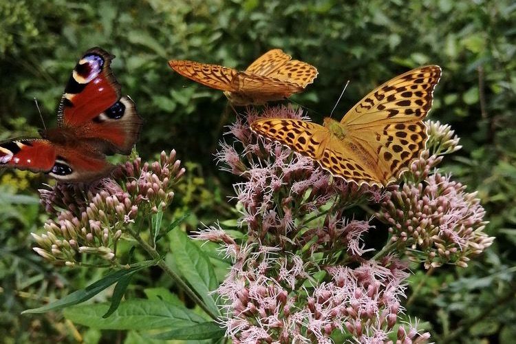 Mitmachen und gewinnen: Gartencenter ziehen mit und stiften attraktive Preise