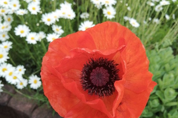 "Regional, fair und nachhaltig" Sonntag, 4. Juni, 10 bis 17 Uhr,