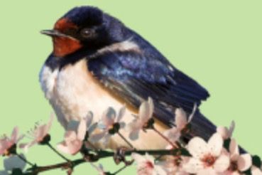 Kennen Sie noch Feldsperling, Drossel oder andere heimische Vogelarten? 