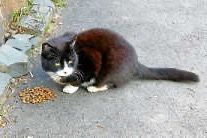 Ligawettkampf Gau-Teck, GKP Kreisliga Gruppe 5