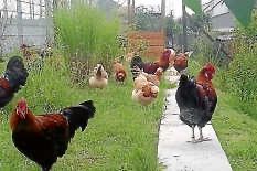 Jungtierschau mit Sommerfest am 9. und 10. August