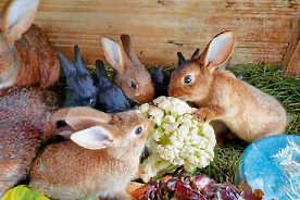 Frühlingsfest mit Kükenschau am 13./14.4.