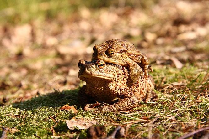 Einladung zur Jahreshauptversammlung – Mitgliederversammlung 