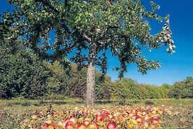 Wieder Vereinsstammtisch