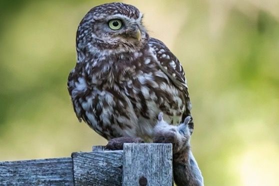 Einladung zur Jahreshauptversammlung - Mitgliederversammlung