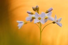 Wildkräuter vor unserer Haustür