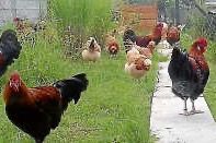 Jungtierschau mit Sommerfest | 10. & 11. August