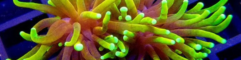 Titelbild von Corals-reeftech.de