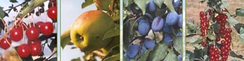 Titelbild von Obst- und Gartenbauverein Unterboihingen
