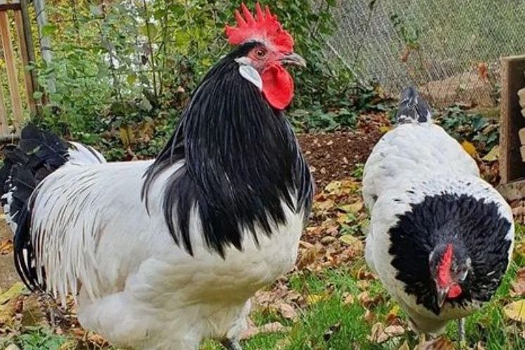 Jahreshauptversammlung