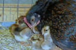 Frühlingsfest mit Kükenschau am 23./24. April