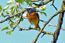 Vogelkundige Führung zur „Stunde der Gartenvögel“ 