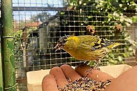 Jungtierschau mit Sommerfest am 13. und 14.8. 2022