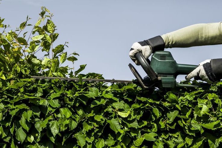 Ärger über Wildwuchs aus privaten Gärten