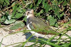  Kiebitzführung am 28.4. in Gärtringen 
