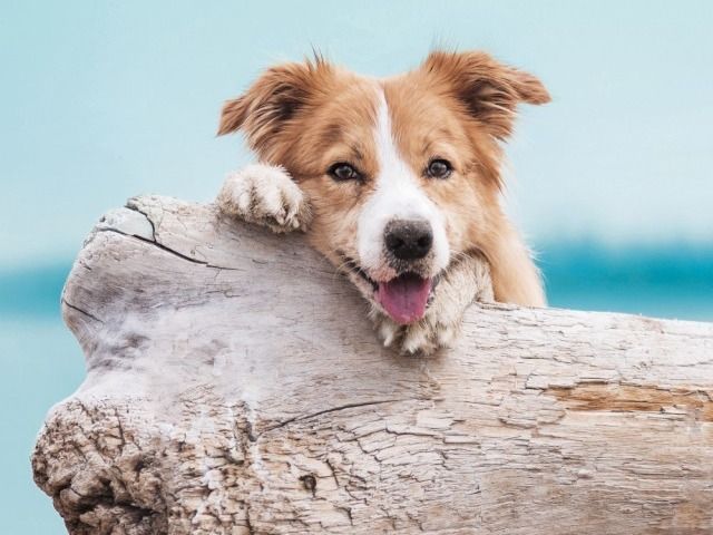 Beispielbild für Hunde­haftpflicht­versicherung
