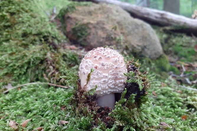 Unterwegs im Reich der Pilze - 17.09.2024