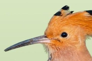 AUSGEBUCHT - Pilze in unserer Natur 