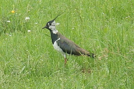 Frühschoppen und Gesprächsrunde am Sonntag, 9.6.